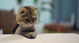 10 gatti che non passano inosservati (FOTO)