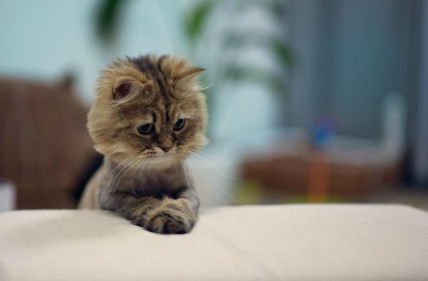 gattino con sguardo triste