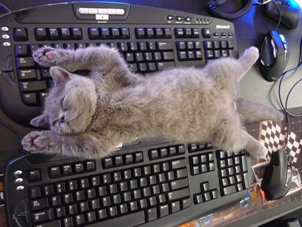 gattino steso su tastiere pc
