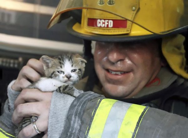 gattino tenuto da un vigile del fuoco