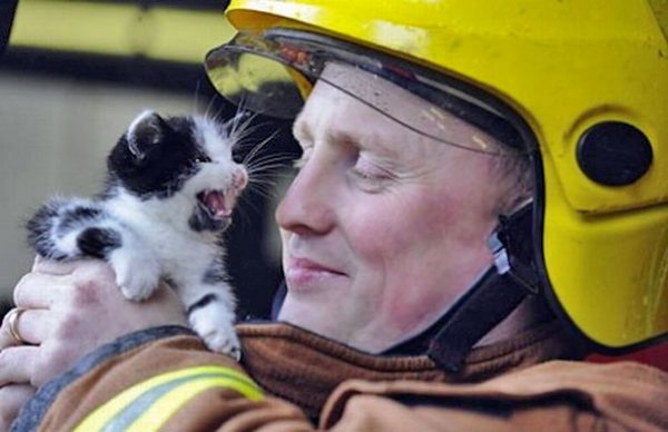 gattino tra le mani di un pompiere