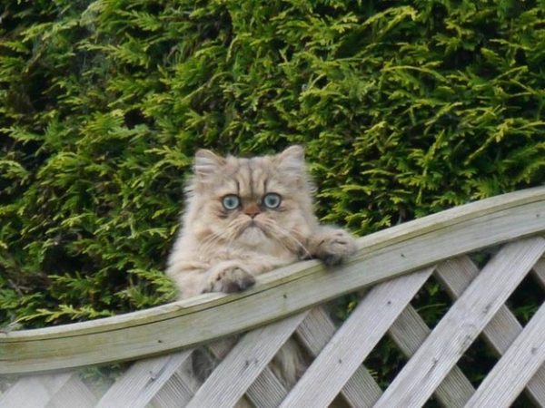 gatto appoggiato a balaustra di legno