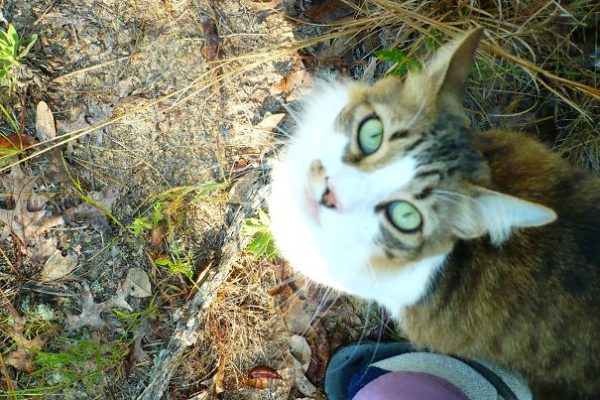 gatto che guarda