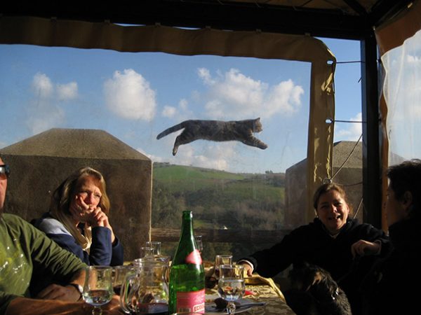 gatto che salta dietro persone sedute