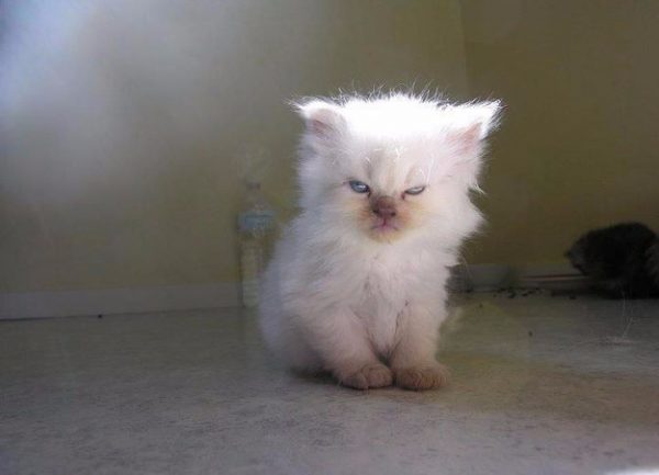 gatto con espressione arrabbiata