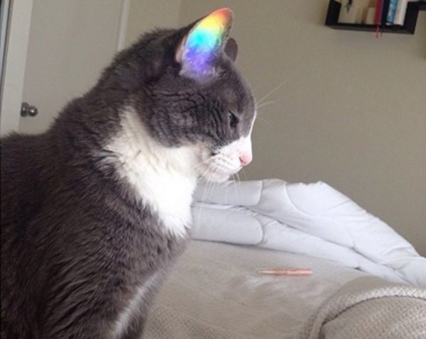 gatto con raggio di luce nell'orecchio
