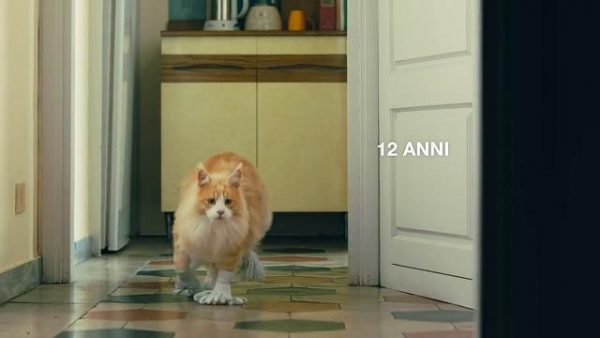 Gatto da cucinare in uno spot, Aidaa denuncia Poste italiane (VIDEO)
