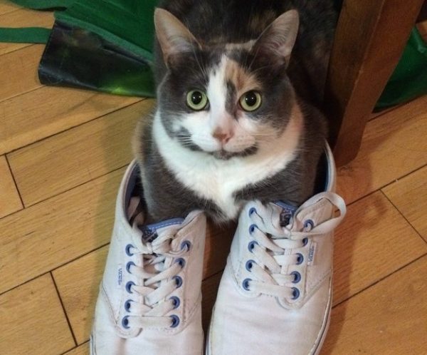 gatto dentro scarpe