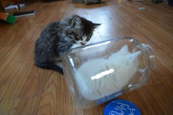 gatto guarda un altro gatto in barattolo di vetro