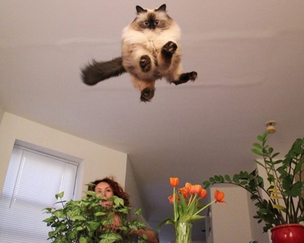 gatto in fase di salto