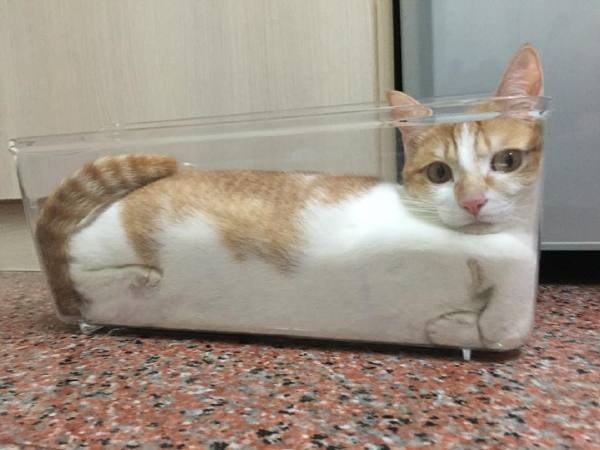 gatto in un contenitore trasparente