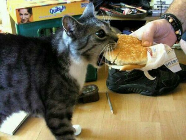 gatto mangia