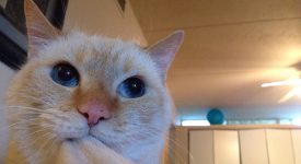 10 gatti che non ammettono umana disattenzione (FOTO)