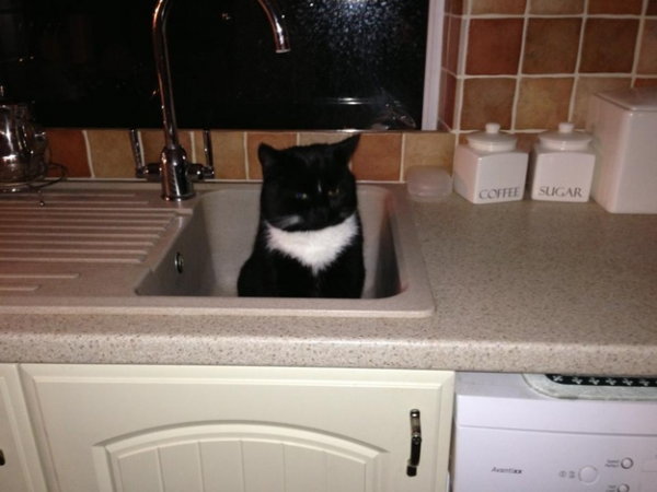 gatto nel lavabo cucina