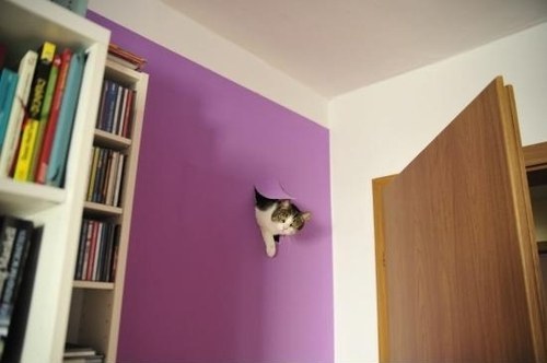 gatto sbuca dalla parete
