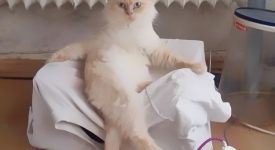 10 gatti che dimostrano di essere magici (FOTO)