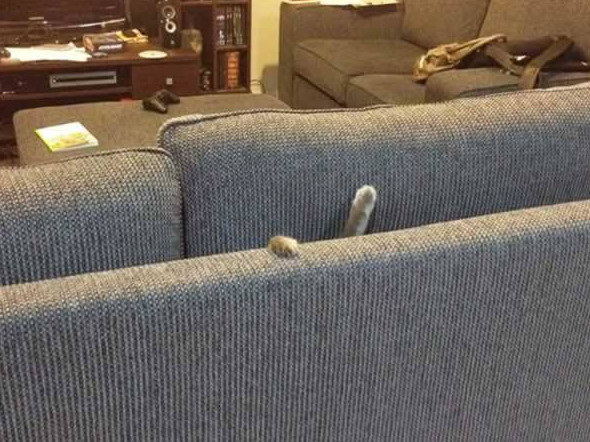 gatto sprofondato nel divano