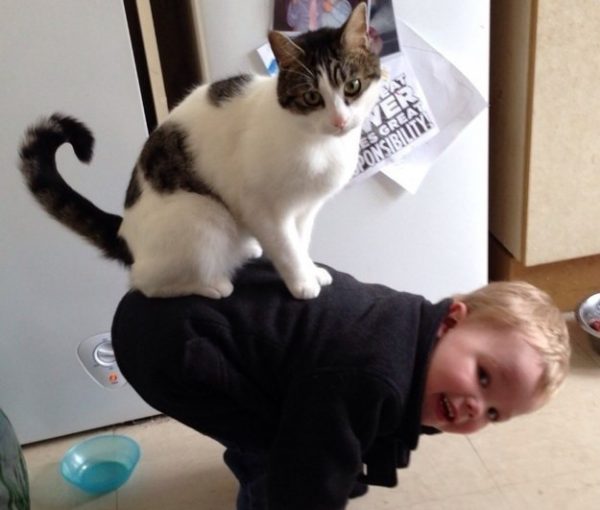 gatto su schiena di un bambino