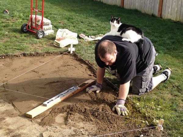 gatto su schiena di uomo