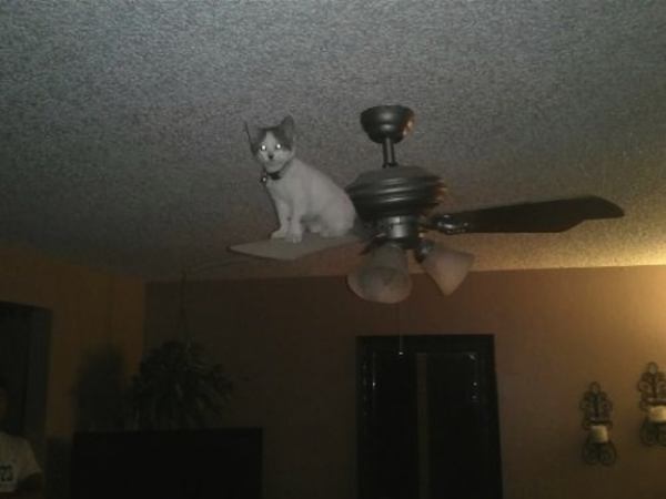 gatto su un lampadario