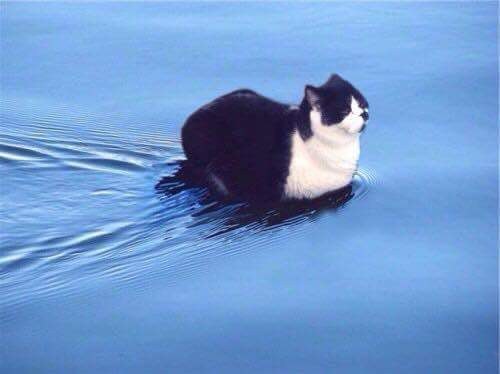 gatto sull'acqua