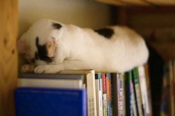 gatto tra i libri