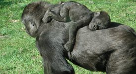 10 animali che sono delle supermamme (FOTO)