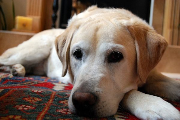 Labrador, affamati e obesi per colpa di un gene mutato