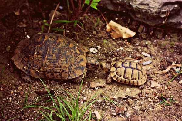 mamma e baby tartaruga