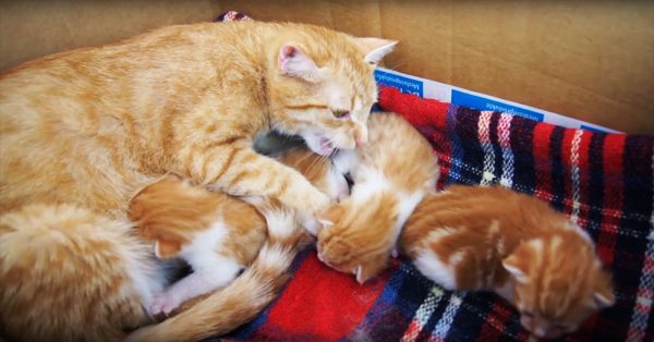 Miyu, la mamma gatta che parla ai suoi piccoli (VIDEO)