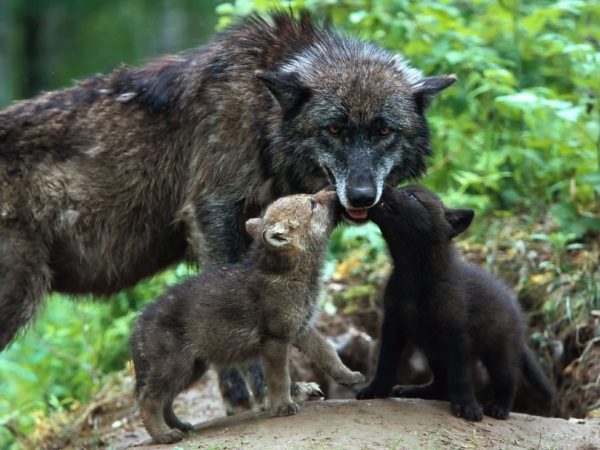 mamma lupa e piccoli