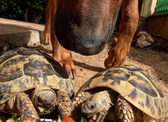 naso di cane dietro a due tartarughe