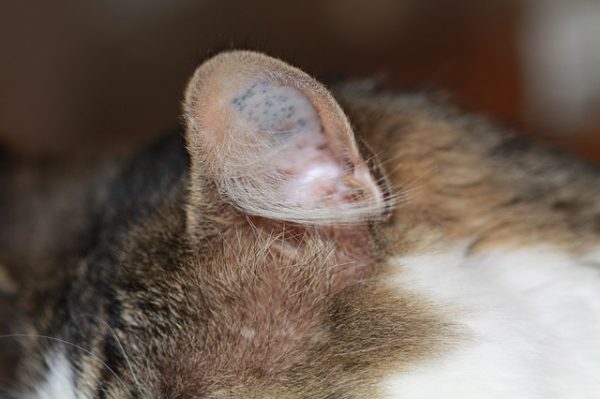 particolare orecchio gatto