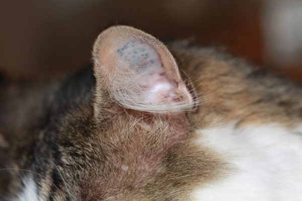 Orecchie da gatto di Halloween in rete plumetis