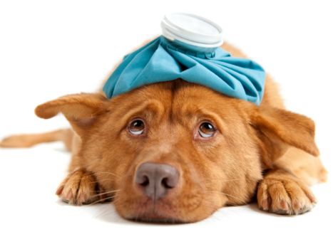 insufficienza renale cane cure