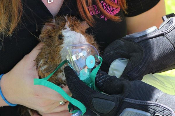 porcellino d'india con maschera di ossigeno