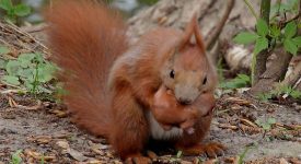 10 animali che sono delle supermamme (FOTO)