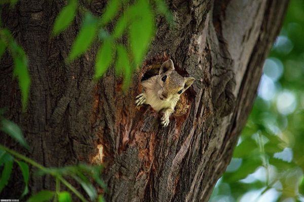 10 animali che amano essere paparazzati (FOTO)