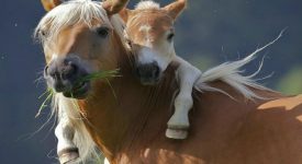10 animali che sono delle supermamme (FOTO)