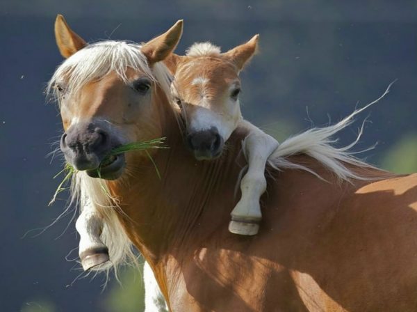 un cavallo con il suo puledro