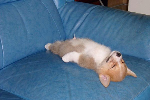 un corgi dorme su divano