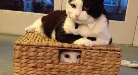 10 gatti buffi campioni di stravaganza (FOTO)