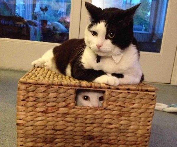 un gatto dentro la cesta e uno fuori