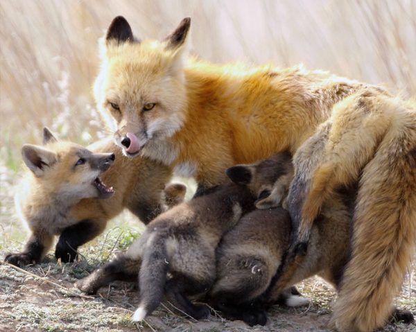 volpe e piccoli