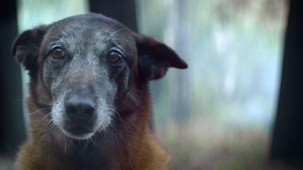 Cani, campagna choc antiabbandono (VIDEO)