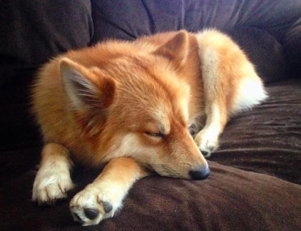 Cane pomsky sul divano