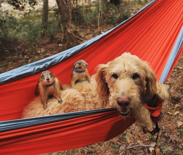 Due cani della prateria e un cane su un'amaca