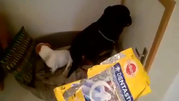 Vita da cani, i momenti dopo una marachella (VIDEO)