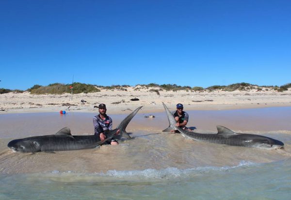 Due pescatori con due squali tigre