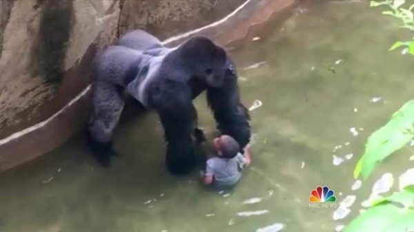 Gorilla con bambino in una vasca